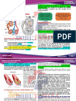 f3.38 Sistema Linfatico 29-08-18 Dr. Gutierrez