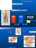 Metabolismul PDF 