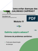 Como evitar doenças nas galinhas caipiras