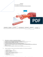 Evaluación Músulos