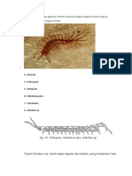 Morfologi (Sertakan Gambar Beserta Rincian Bagian-Bagian Tubuh Yang Di Riview) Dan Fungsi Bagian Tubuh