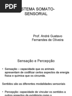 Sistema Somato-Sensorial
