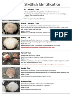 Bivalve Shellfish Identification: Manila Littleneck Clam