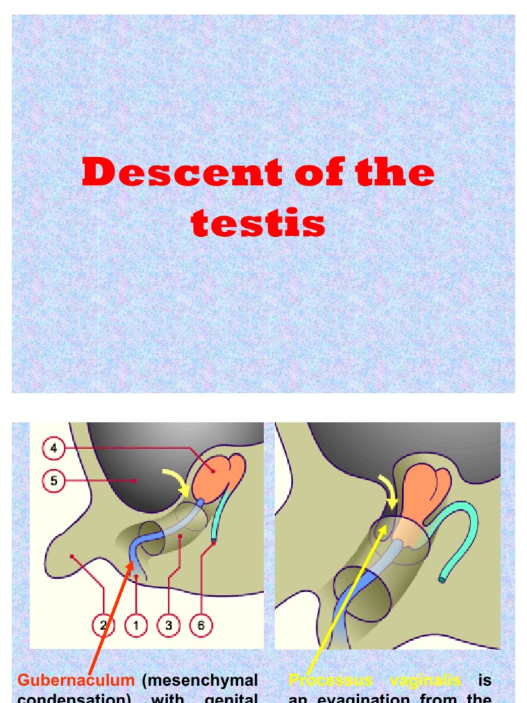 Testicular Descent Embryology | PDF