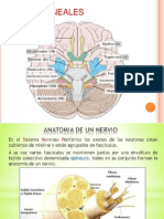 Anillo de Zinn y funciones del nervio trigémino