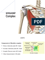 Shoulder Complex