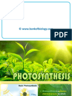 13 Photosynthesis