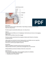 Prostatitis, penyebab, gejala dan pengobatannya