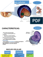 Nucleo de La Celula