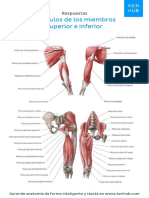 Musculos de Miembros Superior e Inferior Respuestas