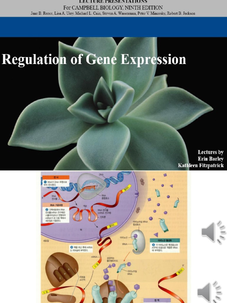 Eukaryotic Gene Expression Regulation | PDF | Messenger Rna | Gene ...