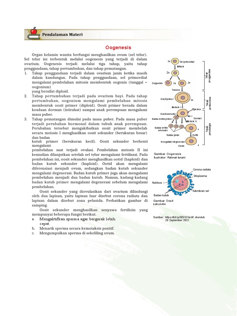 Proses dan Tahapan Oogenesis Wanita | PDF