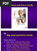 Download Hip and Pelvis by IbNu OmEr SN57440611 doc pdf