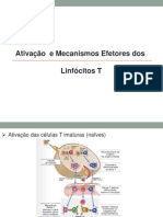 Ativação Linfócitos T Mecanismos Efetores