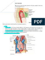 MEDIASTINO SUPERIOR Y VASOS GRANDES Nuevo 4