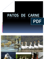 Patos de Carne