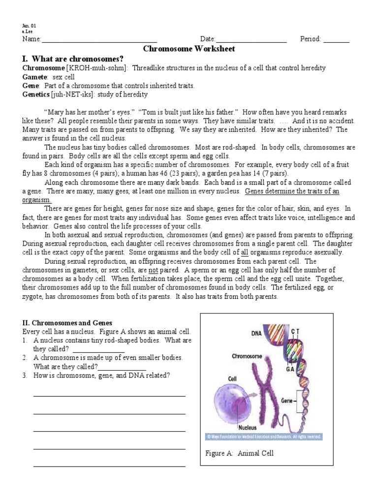 Chromosome Worksheet I What Are Chromosomes?: Jan 01 A lee PDF