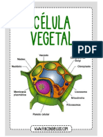 Celula Vegetal