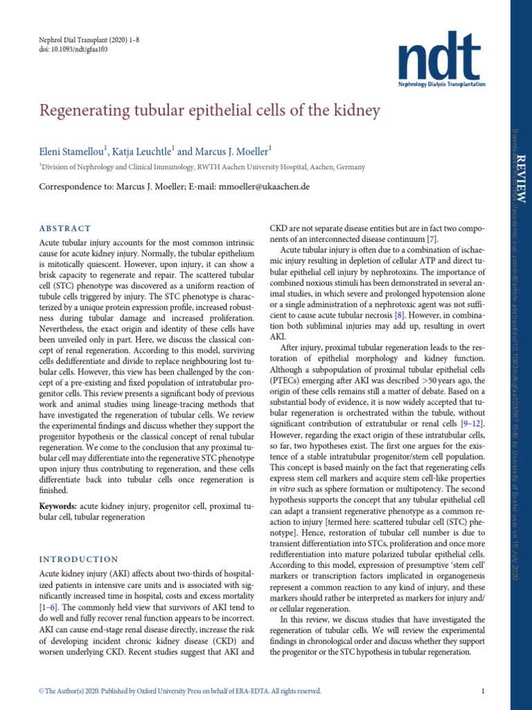 Regenerating Tubular Epithelial Cells of The Kidney | PDF | Cellular ...