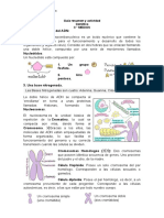 Estructura ADN Genética Mitosis Meiosis