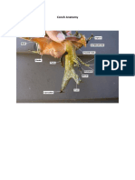 Conch Anatomy