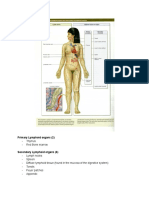 Primary and Secondary Lymphoid Organs: Thymus, Bone Marrow, Lymph Nodes, Spleen, MALT