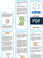 377822237-Triptico-La-Mitosis