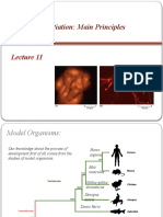 Cell Differentiation: Main Principles