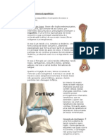 Conceito de Sistema Esquelético