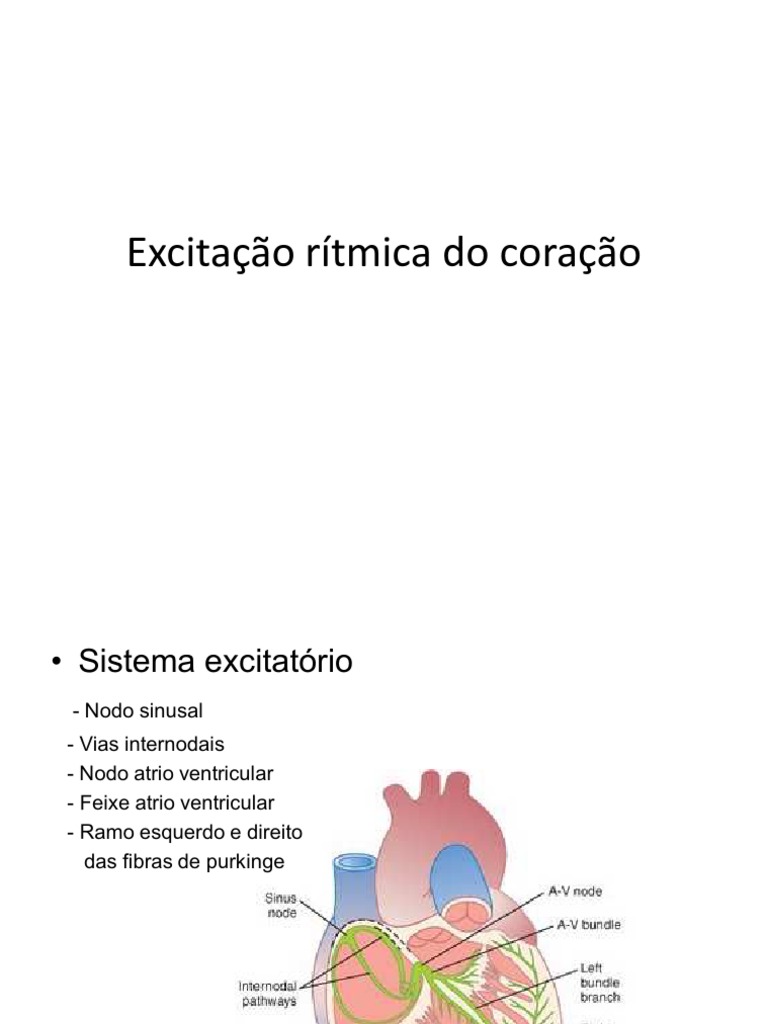 Excitação rítmica do coração