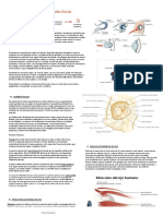 Anatomía y Fisiología Del Globo Ocular - Resumen