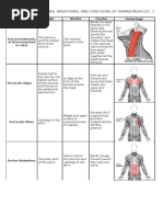 Origins, Insertions, And Functions of Human Muscles