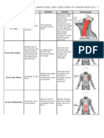 Origins, Insertions, and Functions of Human Muscles