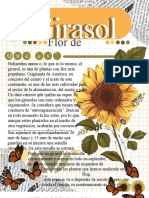 Apunte Girasol