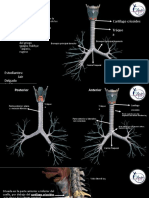 Diapositivas Tráquea Paralelo