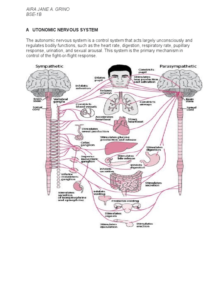 Autonomic Nervous System | PDF