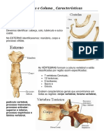 Tórax - Vértebras e Coluna - Características