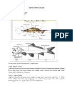 Morfologi Ikan Secara Umum 4