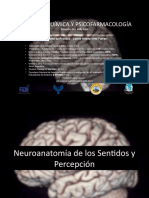 Neurobiologia de Los Sentidos y Percepción PRACTICAS