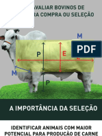 Noções morfologicas