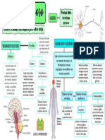 Mapa-Mental-Sistema-Nervoso-Lea 02