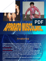 Apparato Muscolare Parte 1