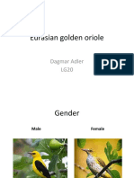 Eurasian Golden Oriole