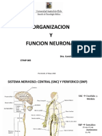 2-Clase Teórica Organización y Función Neuronal