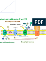 photosysteme-thylakoide (7)