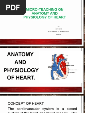 anatomy and physiology of heart