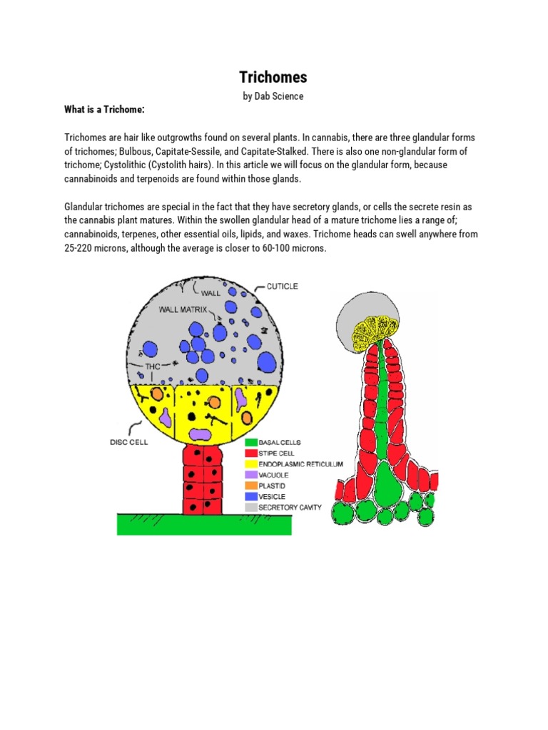 Trichomes: What Is A Trichome | PDF | Botany | Plant Morphology