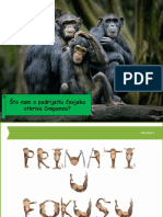 Primati U Fokusu (1 Sat)