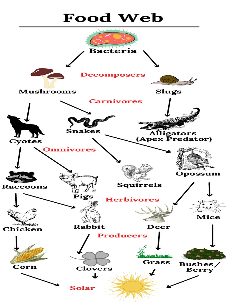 food web 1 1 | PDF