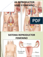 Sistema R Masculino y Femenino